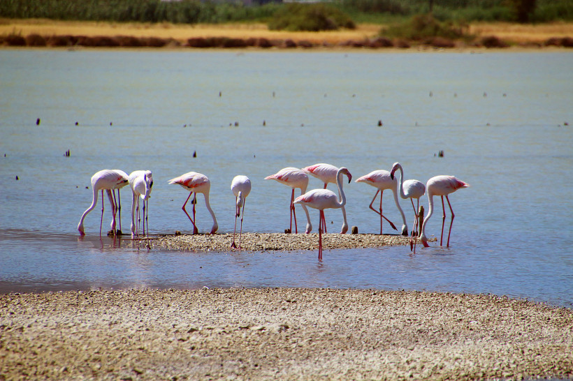 Kos Gruppe Flamingos steht im seichten Wasser einer Lagune, einige fressen, andere stehen auf einem Kiesstreifen bei sonnigem Wetter