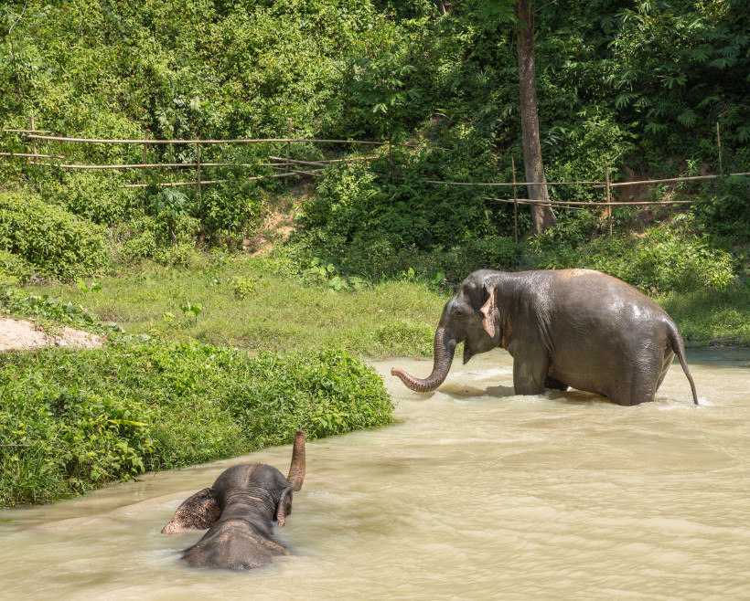 Elefanten in Phuket beim Baden im Dschungel Zwei asiatische Elefanten im Wasser beim Baden im Dschungel von Phuket – nachhaltiges Naturerlebnis Thailand