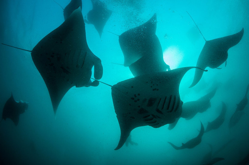 Große Gruppe von Mantarochen beim Fressen von Ruderfußkrebsen in der Hanifaru-Bucht, Baa-Atoll, Malediven