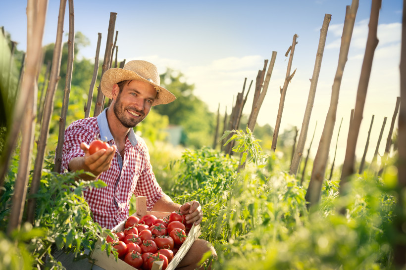 Tomatenernte auf dem Bauernhof – regionale Landwirtschaft hautnah erleben Tomatenernte auf dem Bauernhof – Landwirt präsentiert frische, rote Tomaten direkt vom Feld an einem sonnigen Sommertag.