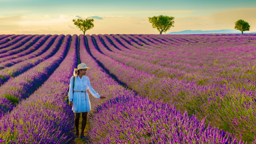 Frankreich Person im weißen Sommerkleid und Strohhut geht durch Reihen eines violett blühenden Lavendelfelds; Abendlicht, einzelne Bäume am Horizont.