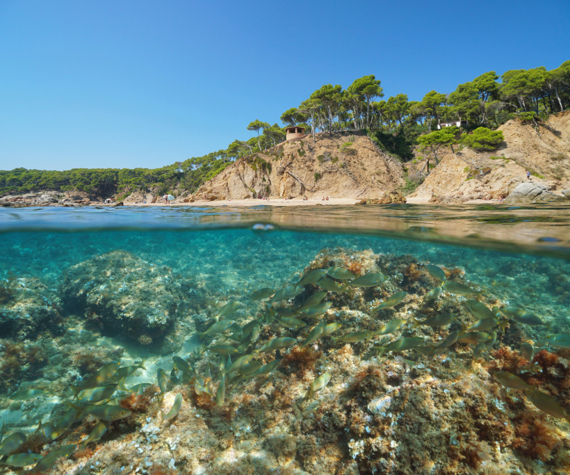 Fischschwarm über Felsen unter der Wasseroberfläche, darüber eine felsige Mittelmeerküste mit Strand, Pinien und klarem blauem Himmel