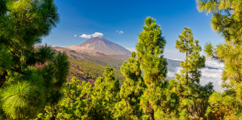 Hohe Pinien rahmen den Blick auf den Vulkan Teide ein. Der Berg erhebt sich majestätisch über einer kargen Vulkanlandschaft. Darunter Wolken, darüber ein klarer blauer Himmel. Die Natur wirkt mächtig und ruhig.
