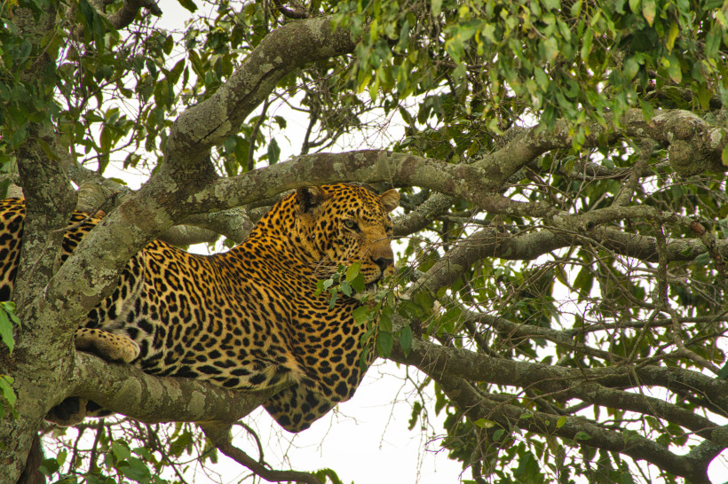 Leopard auf Baum in Tsavo East – Safari-Moment in freier Wildbahn Leopard liegt auf einem Baumast in der afrikanischen Savanne – Safari in Tsavo East, Big Five, Wildtierbeobachtung.