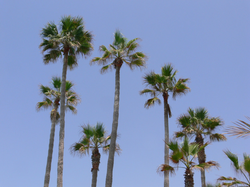 Palmen vor blauem Himmel in Arona auf Teneriffa
