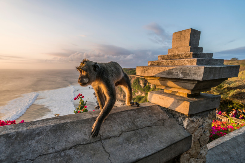 Uluwatu, Bali Affe auf einer Steinmauer am Uluwatu-Tempel auf Bali mit Blick auf das Meer bei Sonnenuntergang