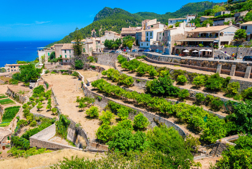 Mallorca - Banyalbufar Terrassierte Felder mit kleinen Steinmauern und grünen Bäumen auf Mallorca, die sich an einen Berghang schmiegen. Dahinter erhebt sich ein malerisches Dorf mit sandfarbenen Häusern und roten Ziegeldächern. Im Hintergrund türmt sich ein bewaldeter Hügel au