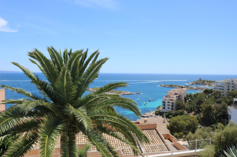 Blick auf die Playa de Illetas bei Illetas mit Palme im Vordergrund und türkisfarbenem Meer