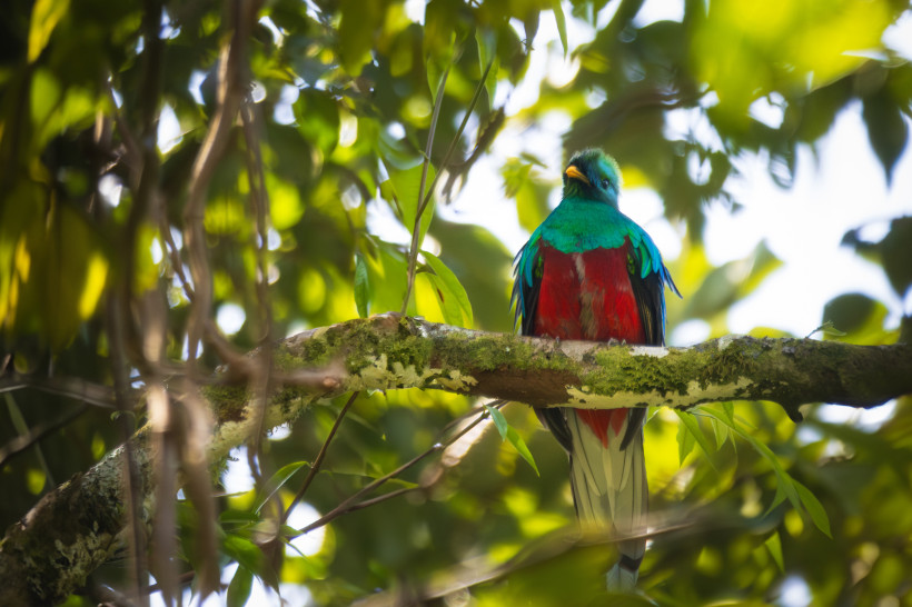 Seltener Quetzal im Regenwald von Costa Rica beobachten Quetzal im Regenwald von Costa Rica – farbenprächtiger Vogel mit rotem und grünem Gefieder auf einem Ast