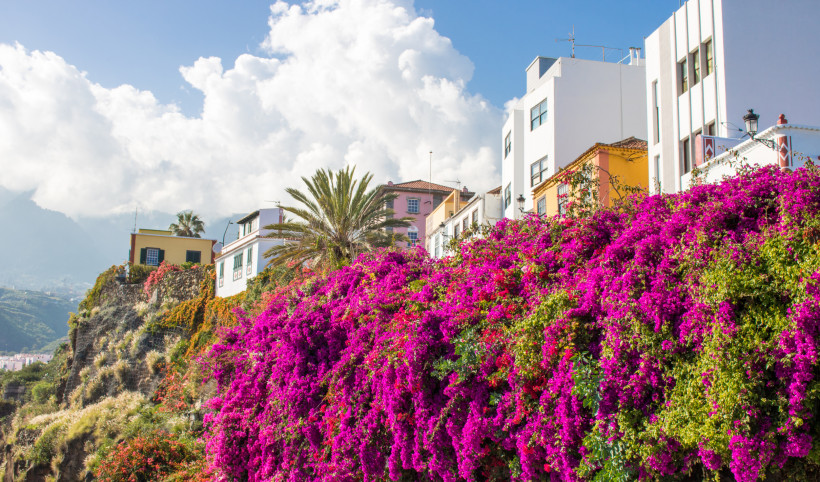 Blühende Farbenpracht an den Hängen von La Palma Bunte Häuser entlang einer Küste mit üppig blühender Bougainvillea in Pink und Palmen auf La Palma