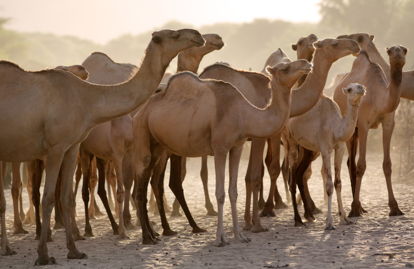 Kenia Eine Gruppe von Kamelen steht dicht beieinander auf sandigem Boden in der trockenen Savanne. Das Licht der untergehenden Sonne lässt ihre sandfarbenen Körper warm leuchten. Im Hintergrund erkennt man die Silhouetten von Bäumen