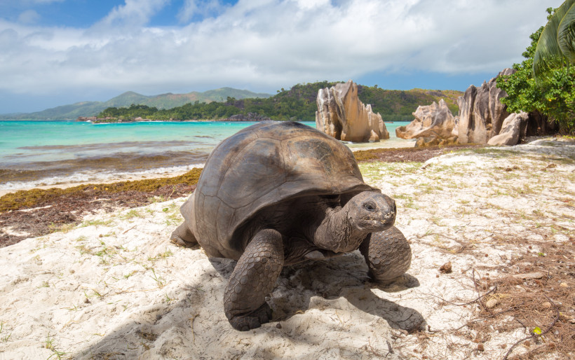 Seychellen - Curieuse Island Curieuse Island Seychellen 2025/2026 – Aldabra-Riesenschildkröte am Strand mit Granitfelsen und türkisfarbenem Meer