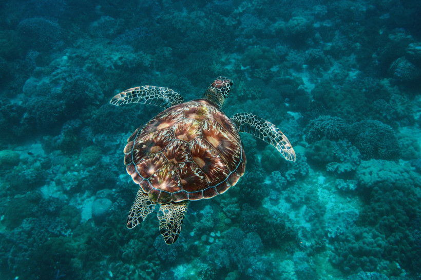 Meeresschildkröte über Korallenriff bei Green Turtle Cay Meeresschildkröte schwimmt über einem Korallenriff vor Green Turtle Cay