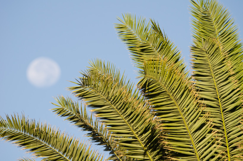 Palmwedel vor blauem Himmel mit sichtbarem Mond, Anfi Tauro Golf, Gran Canaria