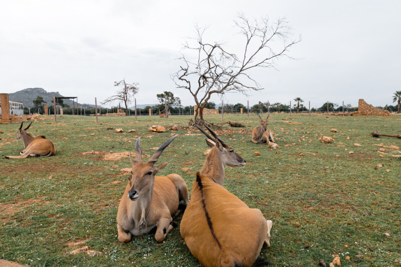 Antilopen liegen auf einer Wiese im Gehege des Safari Zoo Sa Coma