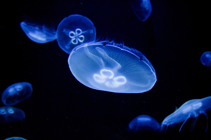 cretaquarium