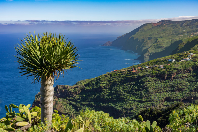 Kanarische Inseln, La Palma: Wanderung am Barranco Fagundo im Norden - spektakuläre Aussicht mit Drachenbaum Aussicht auf eine grüne Steilküste mit verstreuten Häusern, einem Drachenbaum im Vordergrund und dem blauen Atlantik im Hintergrund unter leicht bewölktem Himmel