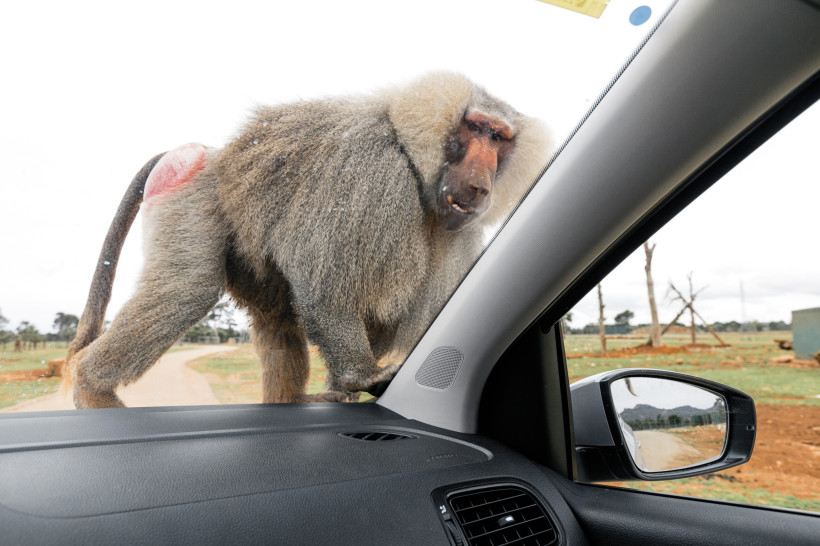 Pavian steht neben einem Auto und blickt durch die Seitenscheibe im Safari-Zoo.
