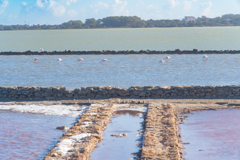 Formentera - Estany des Peix  Flamingos waten im seichten Wasser der Salinen von Formentera. Im Vordergrund rosa schimmernde Salzbecken, dahinter Steinmauern und die Lagune.