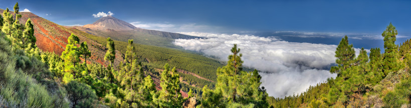 Blick über Kiefernwald am Teide auf Teneriffa mit Wolkenmeer