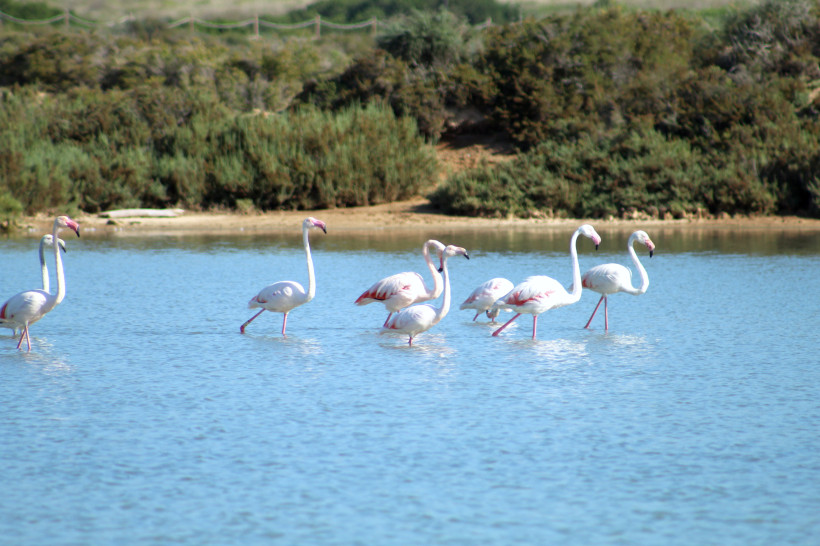 Flamingos im flachen Wasser einer Lagune im Naturpark Ses Salines