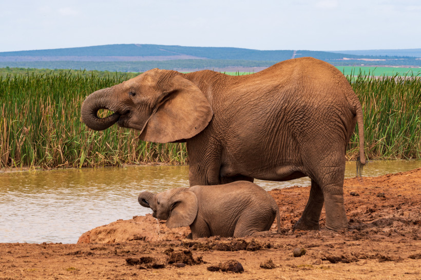 Afrikanischer Elefant mit Jungtier am Ufer eines Wasserlochs im Addo-Park