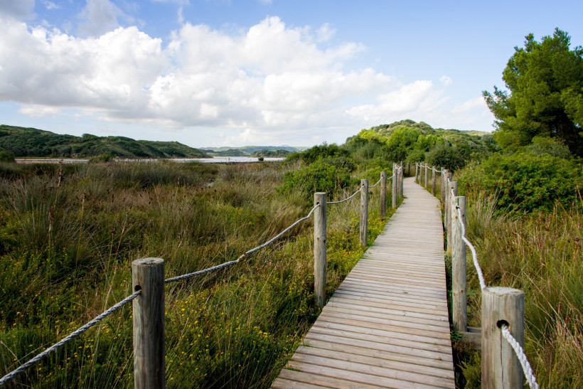 Holzsteg führt durch Schilf und Feuchtgebiete im Parc Natural de s’Albufera auf Mallorca