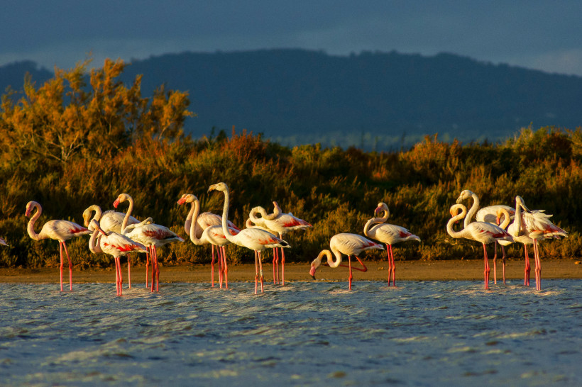 Flamingos im flachen Wasser am Salobrar de Campos vor Vegetation und Hügeln