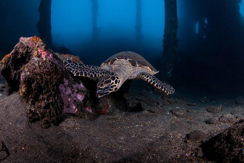 Siddhartha Ocean Front Resort & Spa