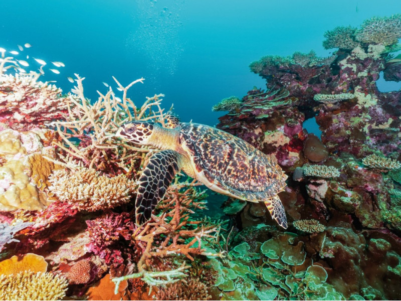 Park Hyatt Maldives Hadahaa ●●●●●○