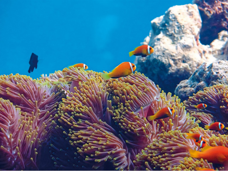 Park Hyatt Maldives Hadahaa ●●●●●○