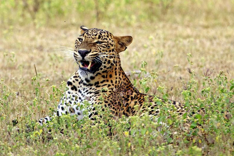 Yala Nationalpark