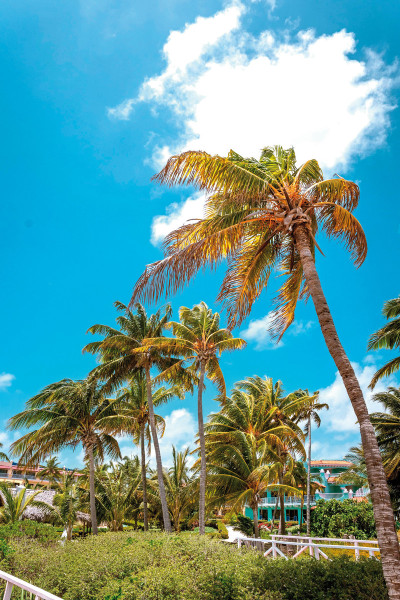 Iberostar Origin Daiquiri