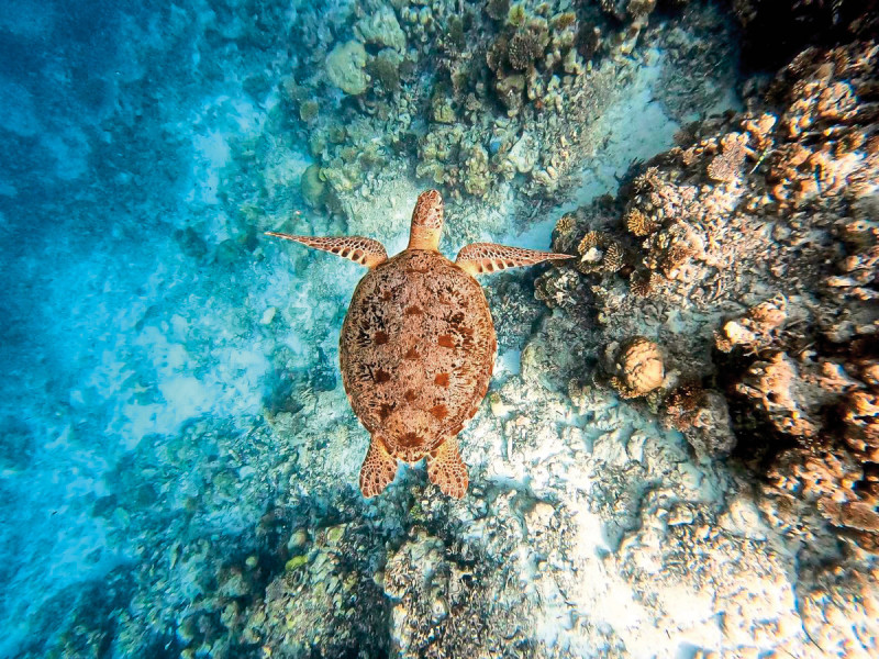 Park Hyatt Maldives Hadahaa