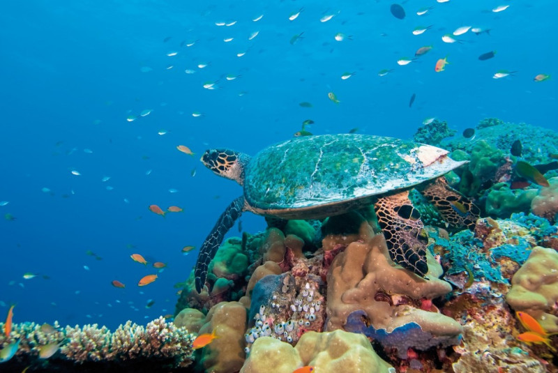 Embudu Village Maldives ●●●○