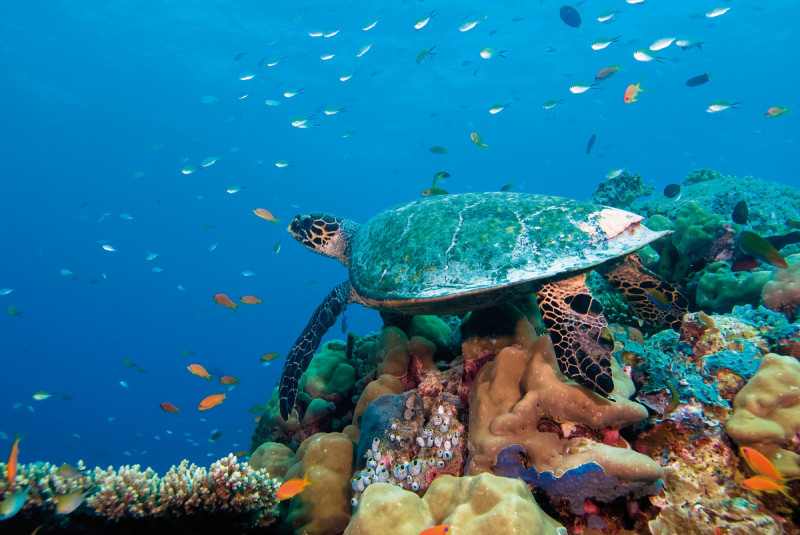 Embudu Village Maldives