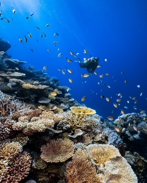 Park Hyatt Maldives Hadahaa