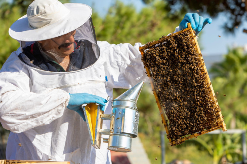 Labranda Lebedos Princess