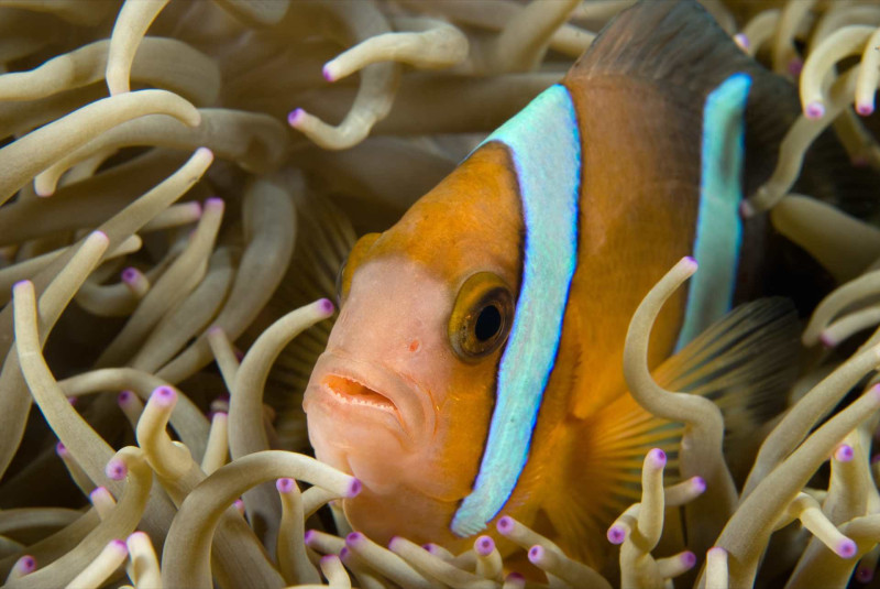 Alam Anda Ocean Front Resort & Spa