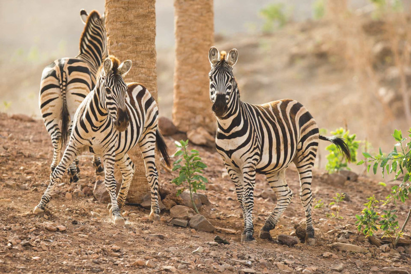Aldiana Club Fuerteventura