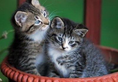 Fairway Inn in Florida City