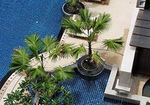 Deevana Plaza Phuket Patong in Patong