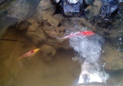 Cuatro Esquinas in San Miguel de Abona