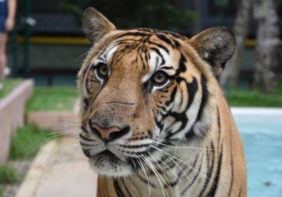 Hotel Indigo Phuket Patong in Patong