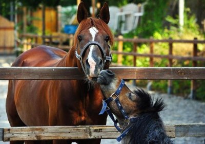 Anthidon Estate in Chalkida