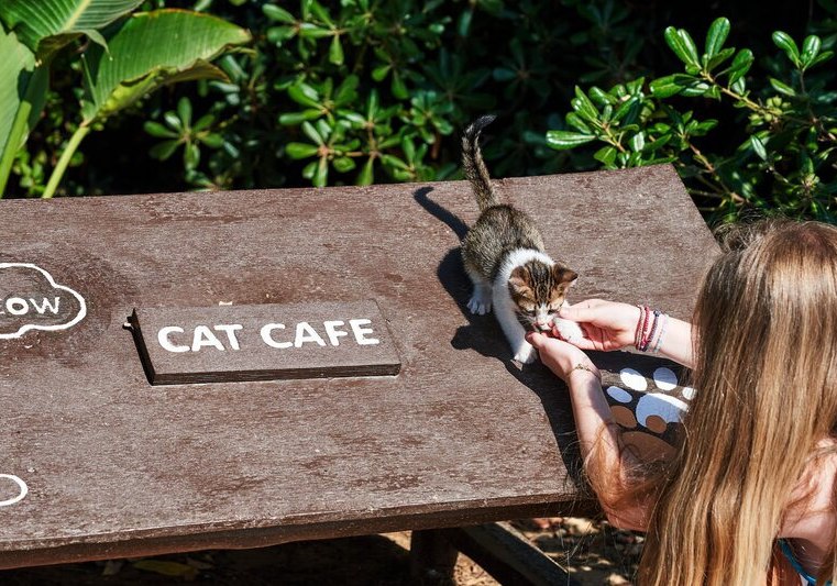 Kulinarik & Restaurants