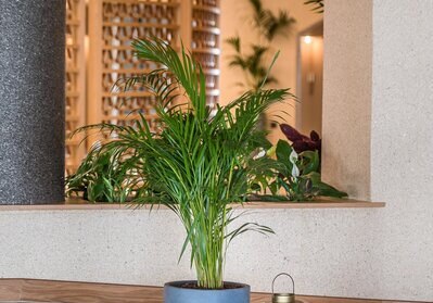 Kulinarik & Restaurants