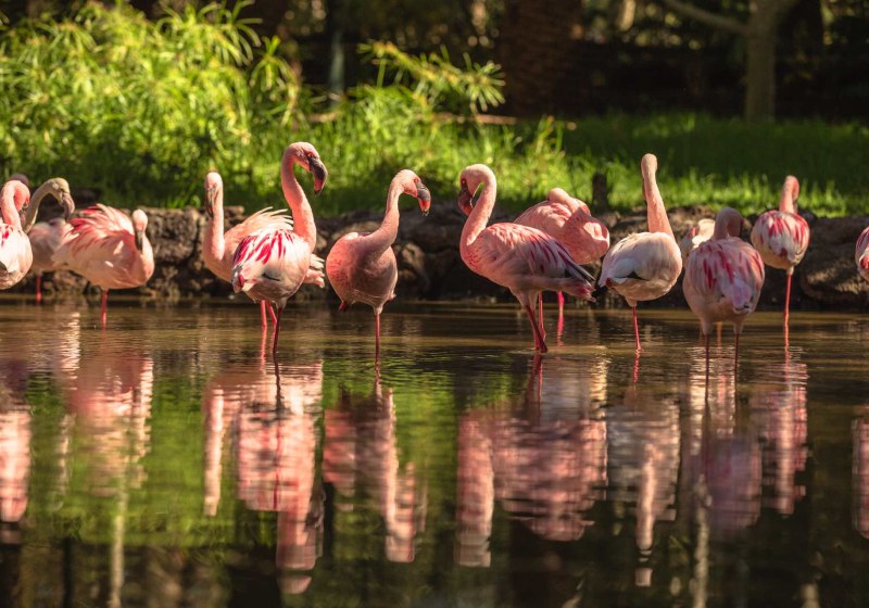 SBH Monica Beach App.