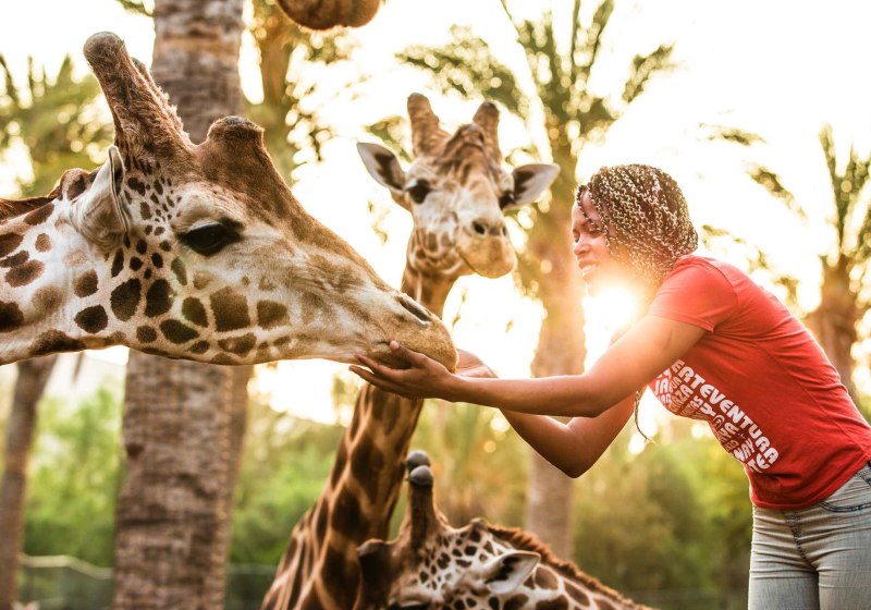 IFA Altamarena by Lopesan Hotels